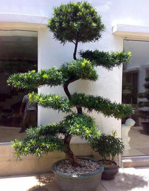 房屋正对大门口种树对风水有影响吗