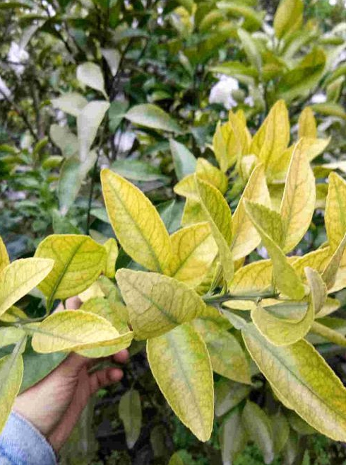 植物放在装修好的房子里叶子变黄是怎么回事